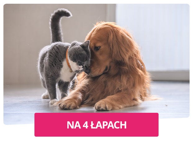 Na 4 łapach