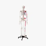 Szkielety anatomiczne