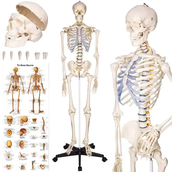 Szkielet anatomiczny